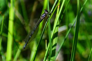 samec Coenagrion ornatum