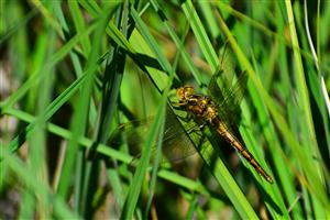 Orthetrum coerulescens