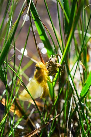 Orthetrum coerulescens