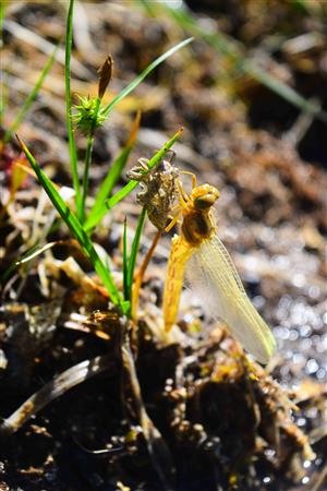 Orthetrum coerulescens