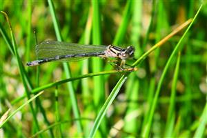 Coenagrion ornatum