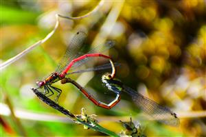 Pyrrhosoma nymphula tandem