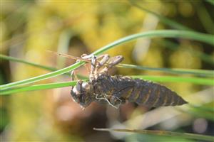 Cordulegaster bidentata exúvium