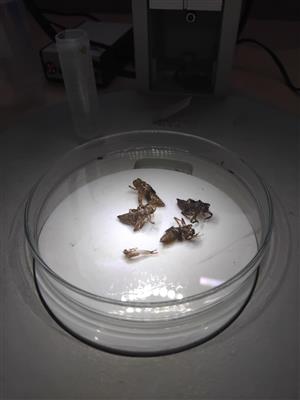 exúvia 1 Coenagrion ornatum 4 Orthetrum coerulescens