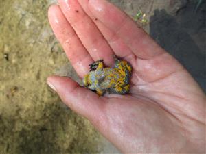 Bombina variegata zospodu 