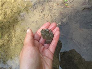 Bombina variegata 