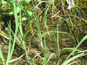 Bombina variegata v biotope 
