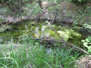 Biotop druhu Bombina variegata