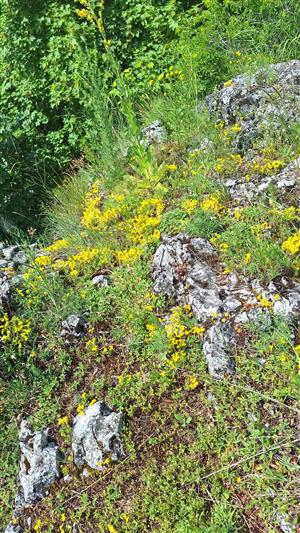 Záber na monitorovaný biotop. 