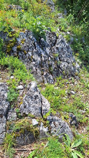 Záber na monitorovaný biotop. 