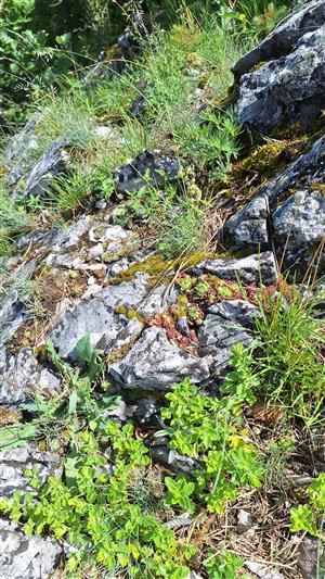 Záber na monitorovaný biotop. 