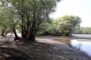 Pohľad na časť TML Vodný Mlyn Kolárovo, bývalé mater. jamy. Foto: 2.6.2025, J.Lengyel.