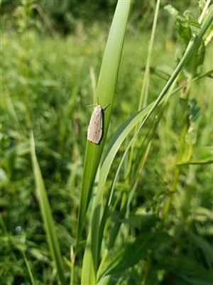 Pelosia muscerda