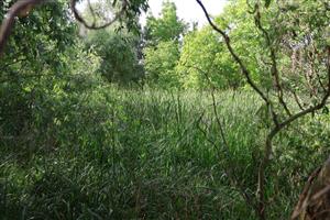 Pohľad na časť TML Boheľovské rybníky, močiarik pri S cípe rybníkov, foto: 3.6.2025, J.Lengyel.