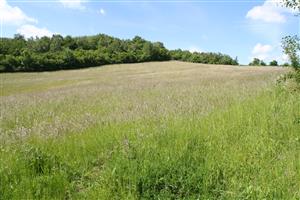 Pohľad na časť biotopu v smere sever