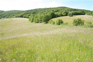 Phľad na severnú časť biotopu v smere SZ