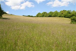 Pohľad na časť biotopu v smere sever