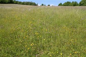 Detailný záber na porast a okolie TMP