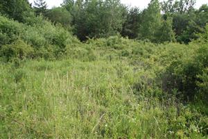 Pohľad na časť biotopu v smere juh