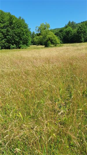 Záber na monitorovaný biotop. 