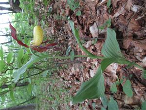 Kvitnúci jedinec Cypripedium calceolus 