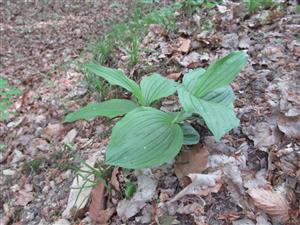 Sterilný jedinec druhu Cypripedium calceolus 