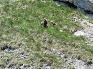 Pohľad na mapovaný druh