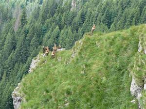 Plaché kamzice s mláďatami