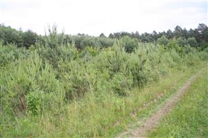 Pohľad na západnú lúku v smere východ