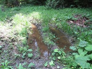 jedno z miest rozmnožovania kunky žltobruchej