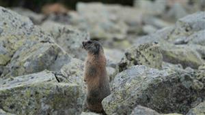 Salatínska dolina, svišť