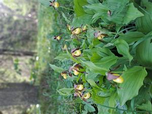Pohľad na Cypripedium calceolus