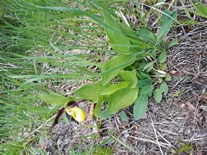 Pohľad na Cypripedium calceolus na TML