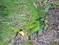 Pohľad na Cypripedium calceolus na TML