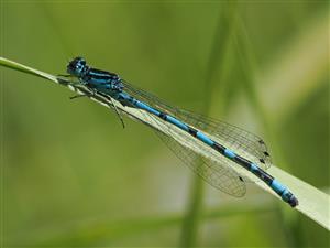 Coenagrion ornatum -samec