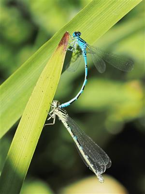 Coenagrion ornatum -PAR