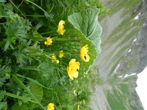 Ranunculus altitatrensis