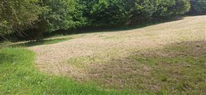 Časť plochy TML je mulčovaná - nevhodný spôsob manažmentu pre monitorovaný druh.