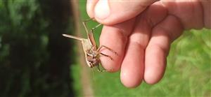 Pohľad na časť TML.