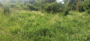 TMP p1 s výskytom I. stysi.