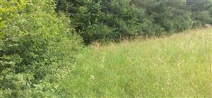 Mikrohabitat I. stysi.