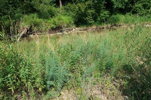 Monitorovaný biotop