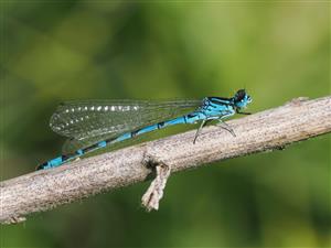 Coenagrion ornatum -samec