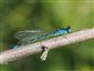 Coenagrion ornatum -samec