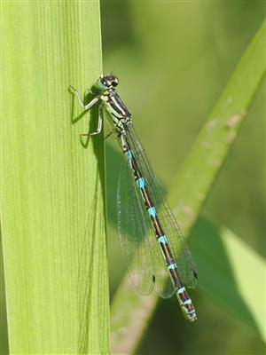 Coenagrion ornatum -samica