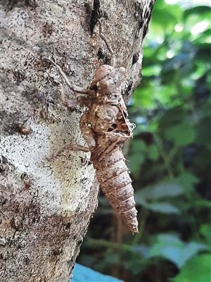 Cordulegaster heros -exuvium