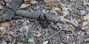 Zvyšky uhyn. samca Lucanus cervus, TML Burda, Ľeľa, foto: 12.6.2025, J.Lengyel.