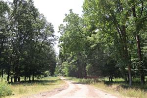 Pohľad na časť TML Burda, Bajtava, Leľa, tri Studničky. Db porasty biotopy Lucanus cervus.Foto: 12.6.2025, J.Lengyel