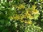 Ligularia sibirica na lokalite