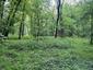 Vrana popolavá (27.4.2025)